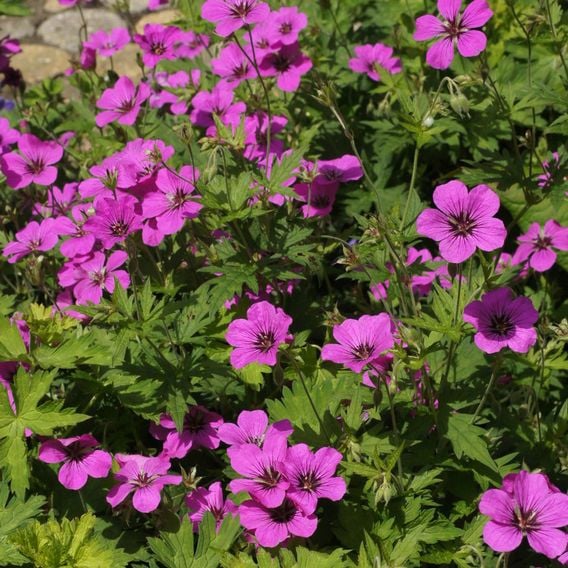 Geranium 'Patricia'