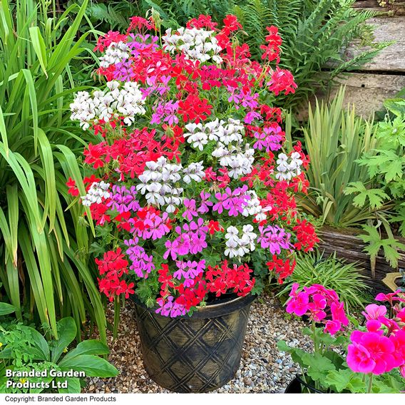 Geranium Trailing Collection