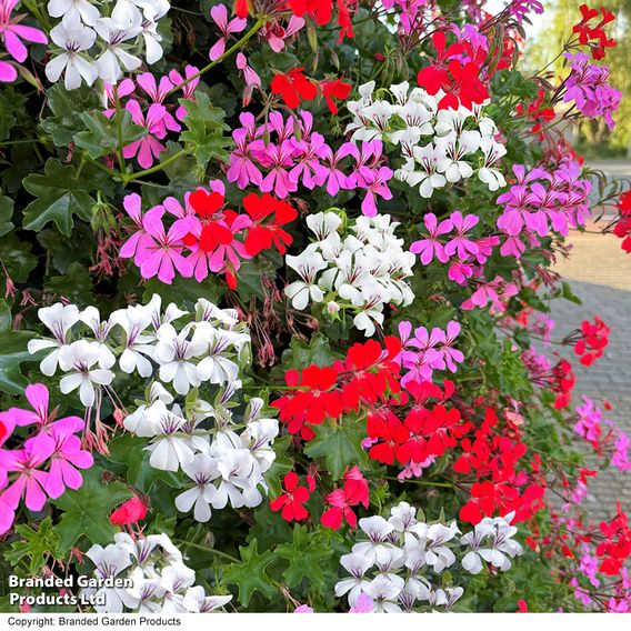 Geranium Trailing Collection