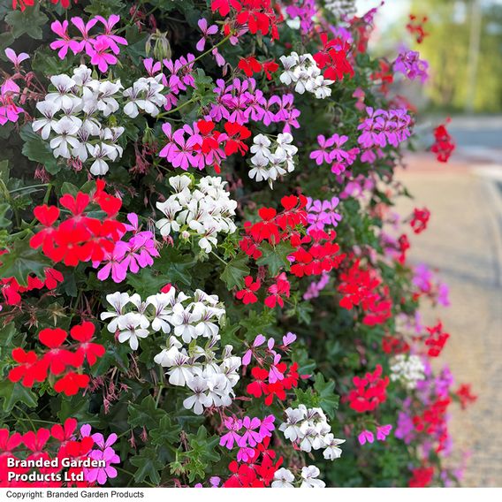 Geranium Trailing Collection