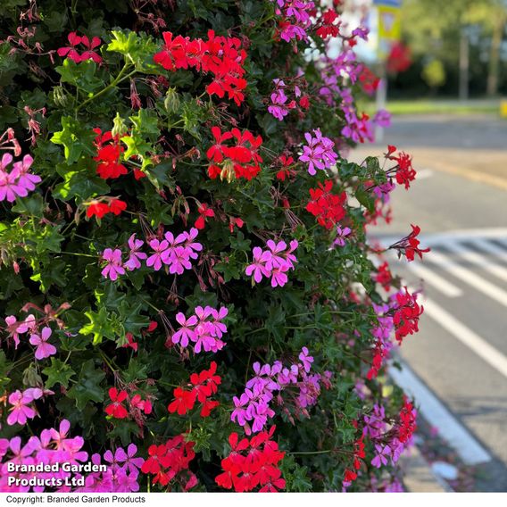 Geranium Trailing Collection