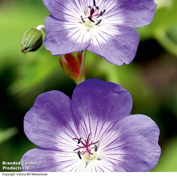 Geranium 'Rozanne'