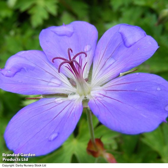 Geranium 'Rozanne'