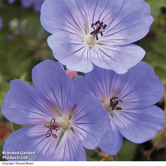 Geranium 'Rozanne'