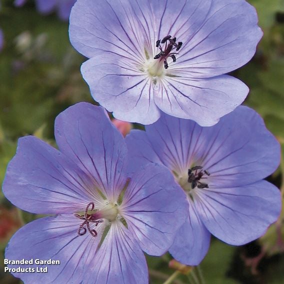 Geranium 'Rozanne'