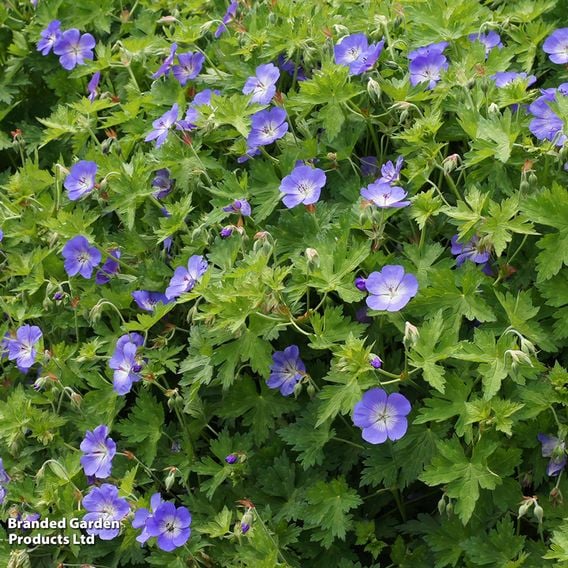 Geranium 'Rozanne'