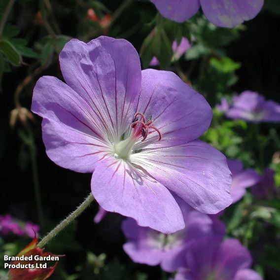 Geranium 'Rozanne'