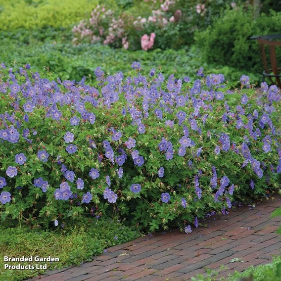 Geranium 'Rozanne'