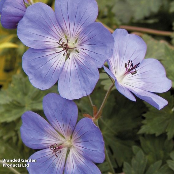 Geranium 'Rozanne'