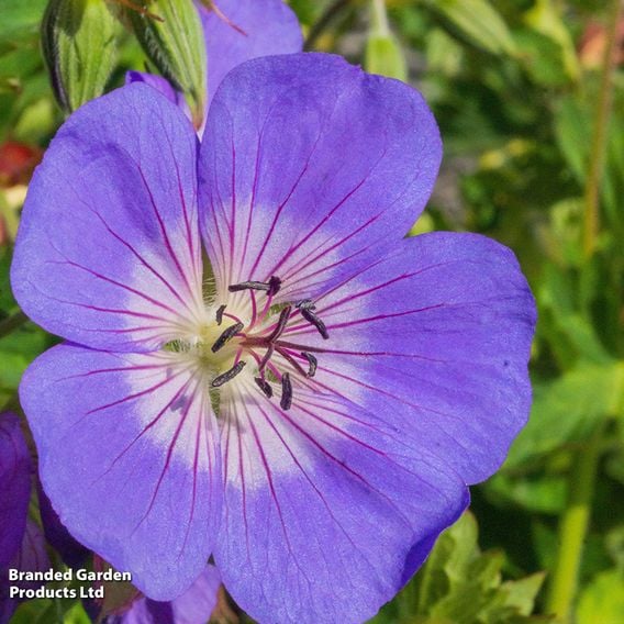 Geranium 'Rozanne'