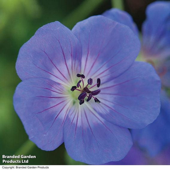 Geranium 'Rozanne'