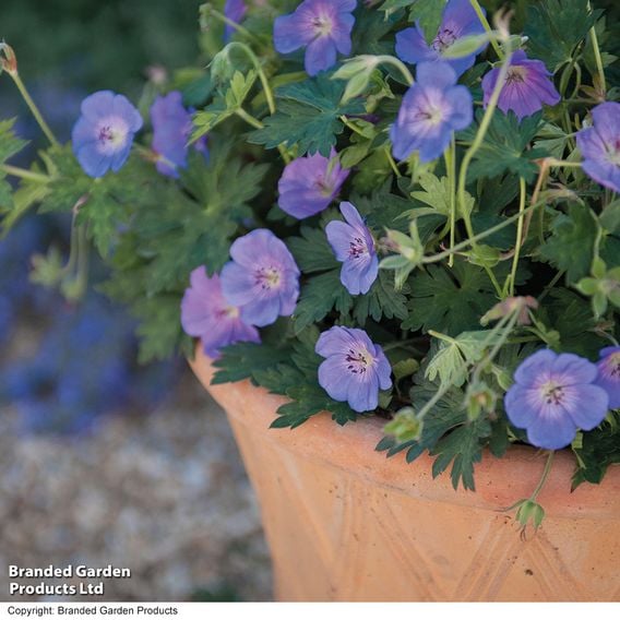 Geranium 'Rozanne'