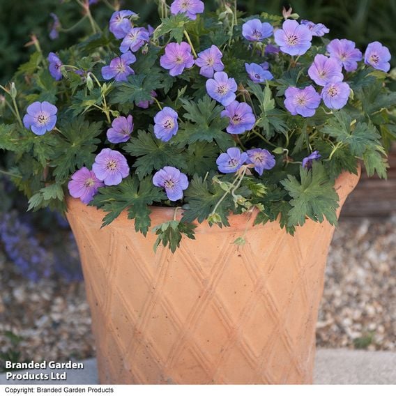 Geranium 'Rozanne'