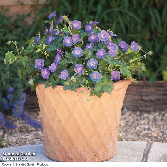 Geranium 'Rozanne'