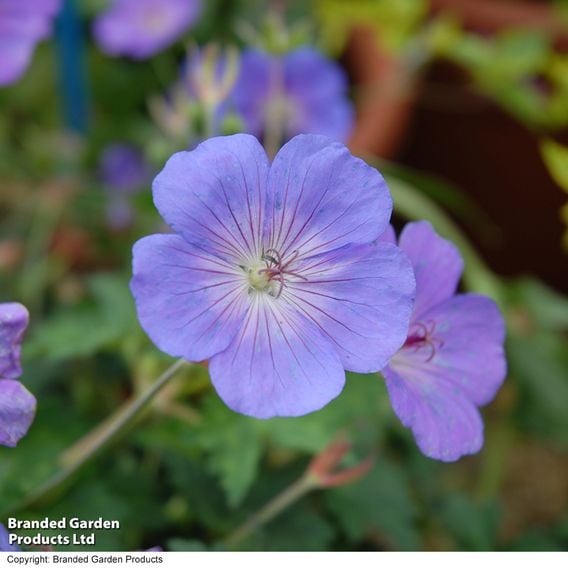 Geranium 'Rozanne'