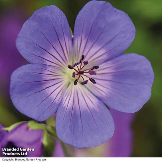 Geranium 'Rozanne'