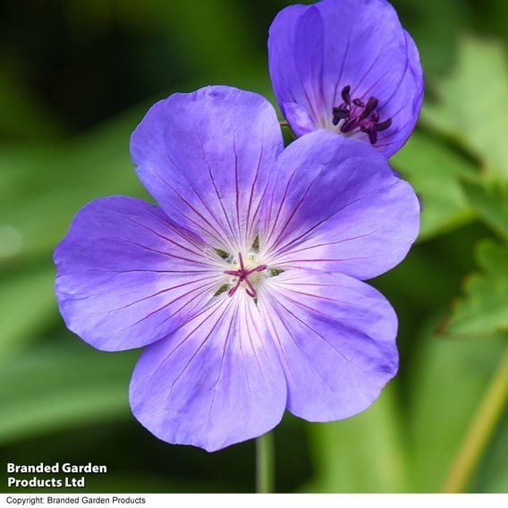 Geranium 'Rozanne'