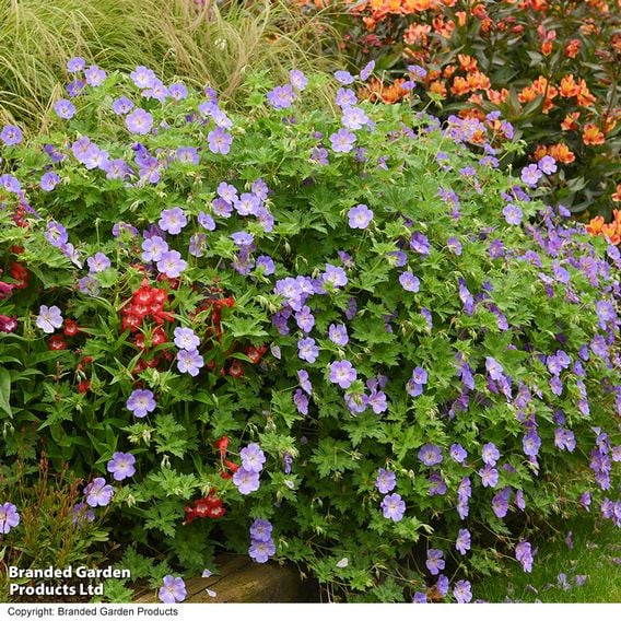 Geranium 'Rozanne'