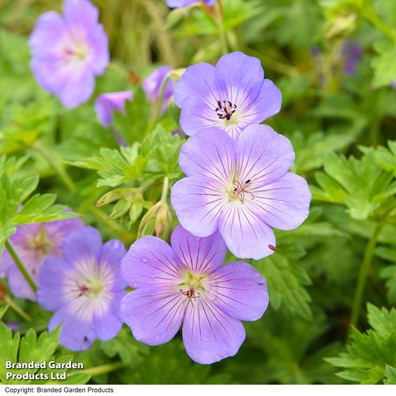 Geranium 'Rozanne'
