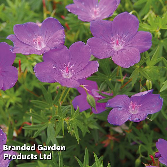 Geranium Hardy Mixed