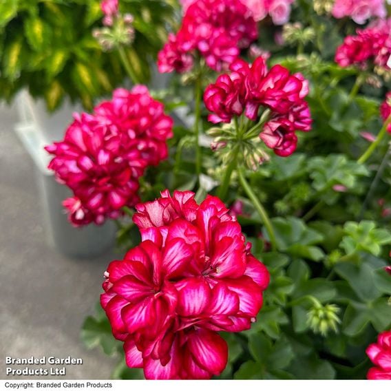 Geranium 'Great Balls of Fire Stars and Stripes'