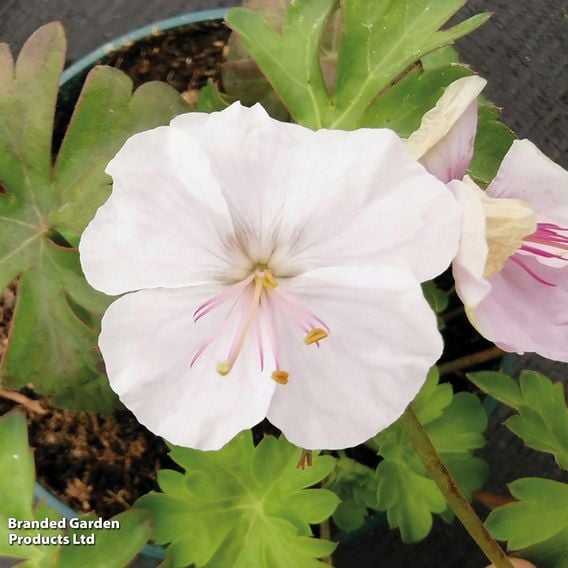 Geranium x cantabrigiense 'St Ola'