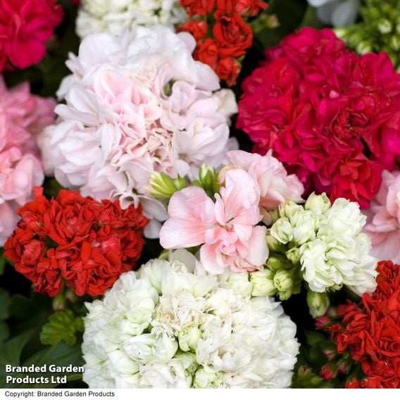Geranium 'Rosebud Collection'
