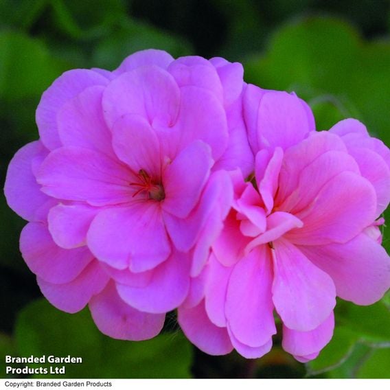 Geranium 'Rosebud Collection'