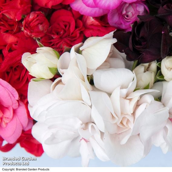 Geranium 'Rosebud Collection'