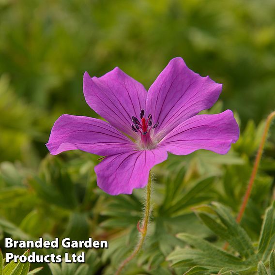 Geranium sanguineum 'Tiny Monster'