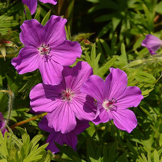 Geranium sanguineum 'Tiny Monster'