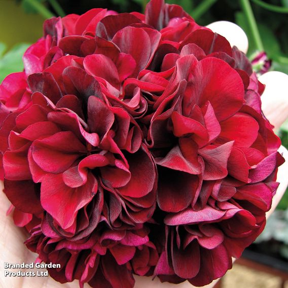 Geranium 'Rosebud Collection'