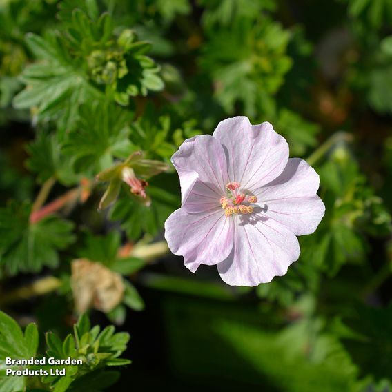 Geranium sanguineum 'Vision Pink'