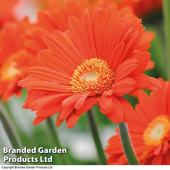 Gerbera 'Sweet Glow'