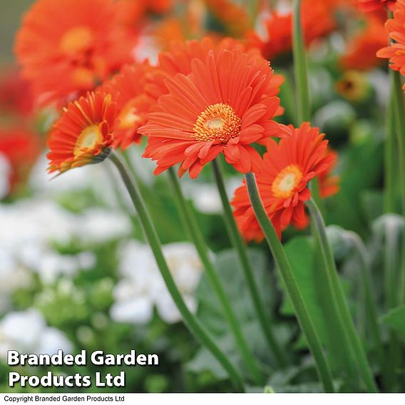 Gerbera 'Sweet Glow'