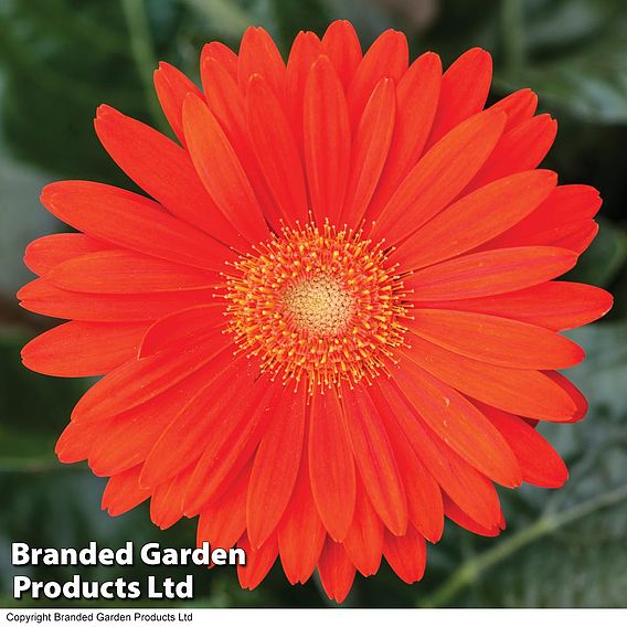 Gerbera 'Sweet Glow'