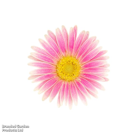Gerbera garvinea 'Cheeky Pink'