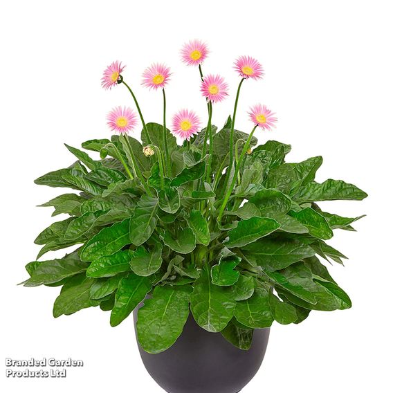 Gerbera garvinea 'Cheeky Pink'