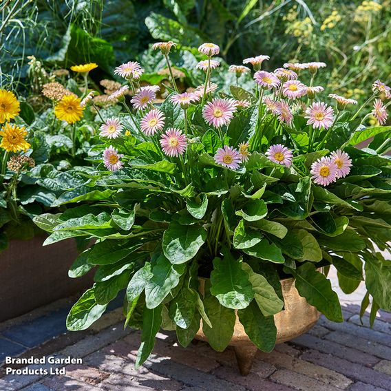 Gerbera garvinea 'Cheeky Pink'