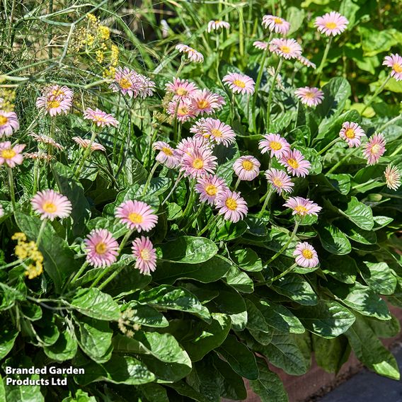 Gerbera garvinea 'Cheeky Pink'