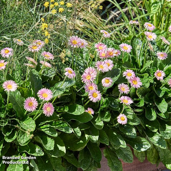 Gerbera garvinea 'Cheeky Pink'