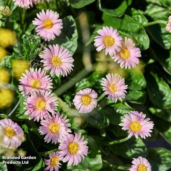 Gerbera garvinea 'Cheeky Pink'
