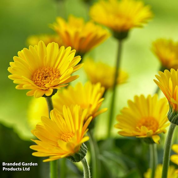 Gerbera garvinea Cheeky Collection