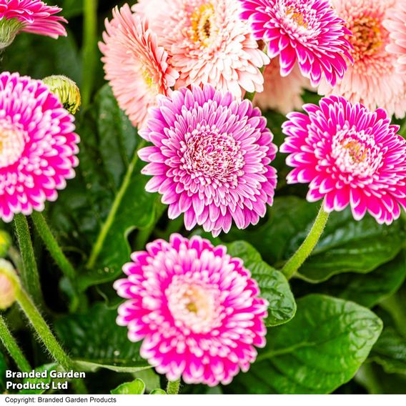 Gerbera garvinea 'Majestic Purple'