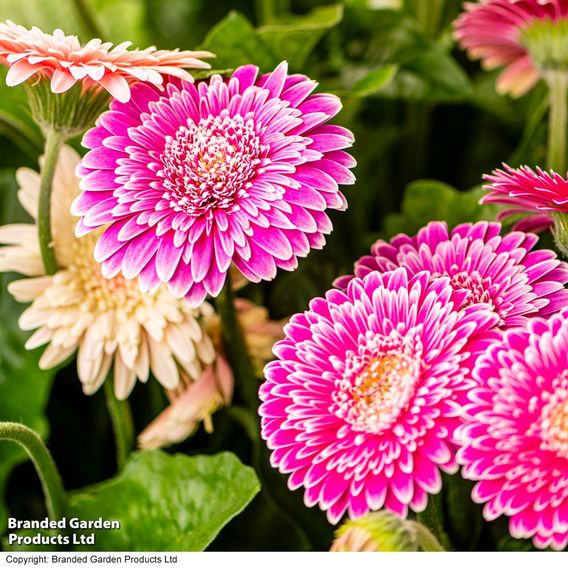 Gerbera garvinea 'Majestic Purple'