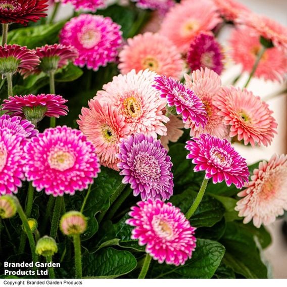 Gerbera garvinea 'Majestic Purple'