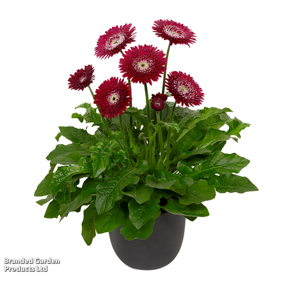 Gerbera garvinea 'Majestic Burgundy'