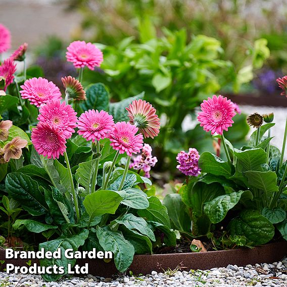 Gerbera 'Garvinea Sweet Maggie'