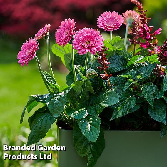 Gerbera 'Garvinea Sweet Maggie'