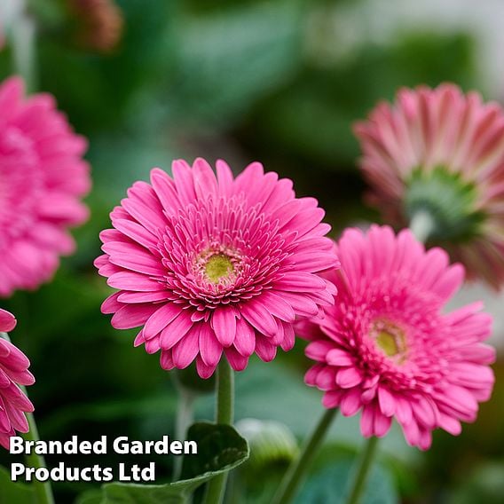 Gerbera 'Garvinea Sweet Maggie'